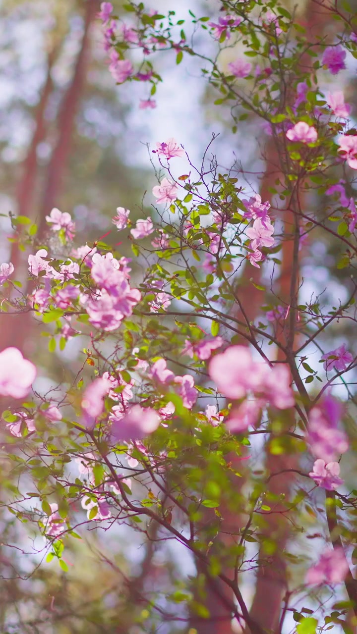 Soft pink blossoms glow in sunlight. Branches sway gently in the breeze. Tree trunks frame the flowering scene. Nature's quiet beauty shines through. Perfect for romantic or spring-themed visuals