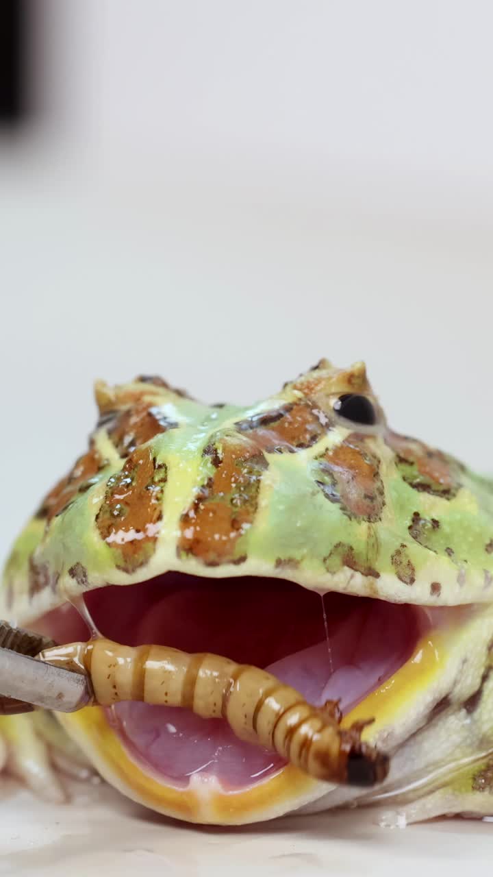 Una rana cornuta cattura e mangia un super verme in un'ambientazione ravvicinata e ben illuminata, mostrando il suo comportamento alimentare naturale.