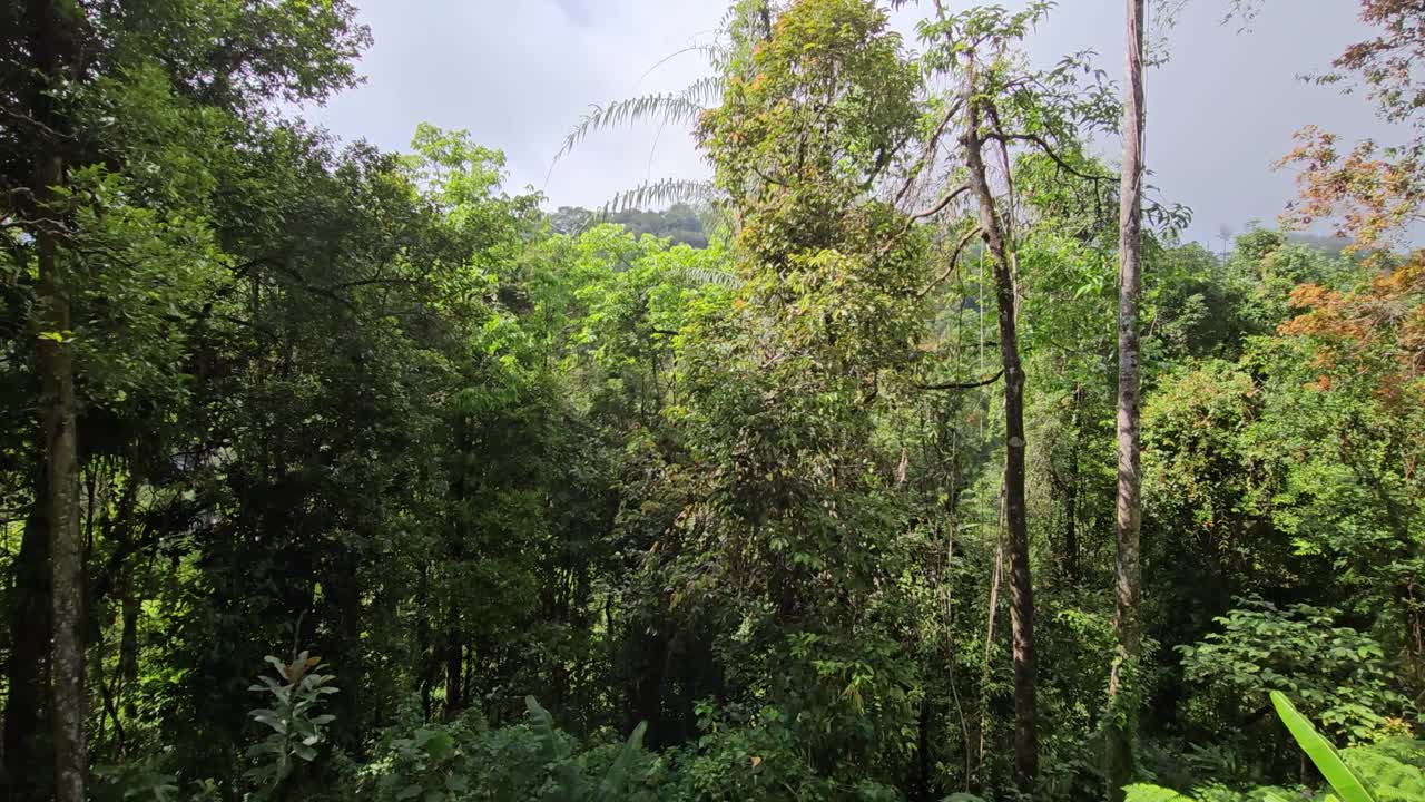 Panorama of mountain tree tops