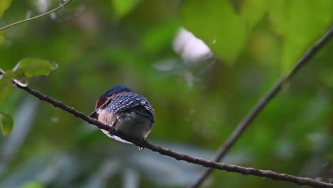 Seen-from-its-back-looking-deep-into-the-forest-contemplating-on-its-young-life-as-a-newly-fledged-bird,-Banded-Kingfisher-Lacedo-pulchella