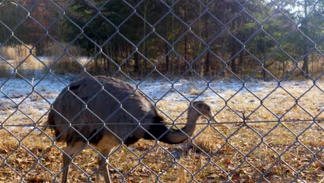 Grey-Rhea,-Emu-like,-Walking-on-a-winter-day-in-German-wildlife-preserve