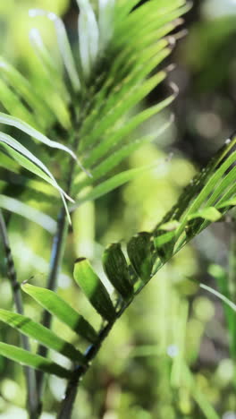 close-up of green tropical leaves