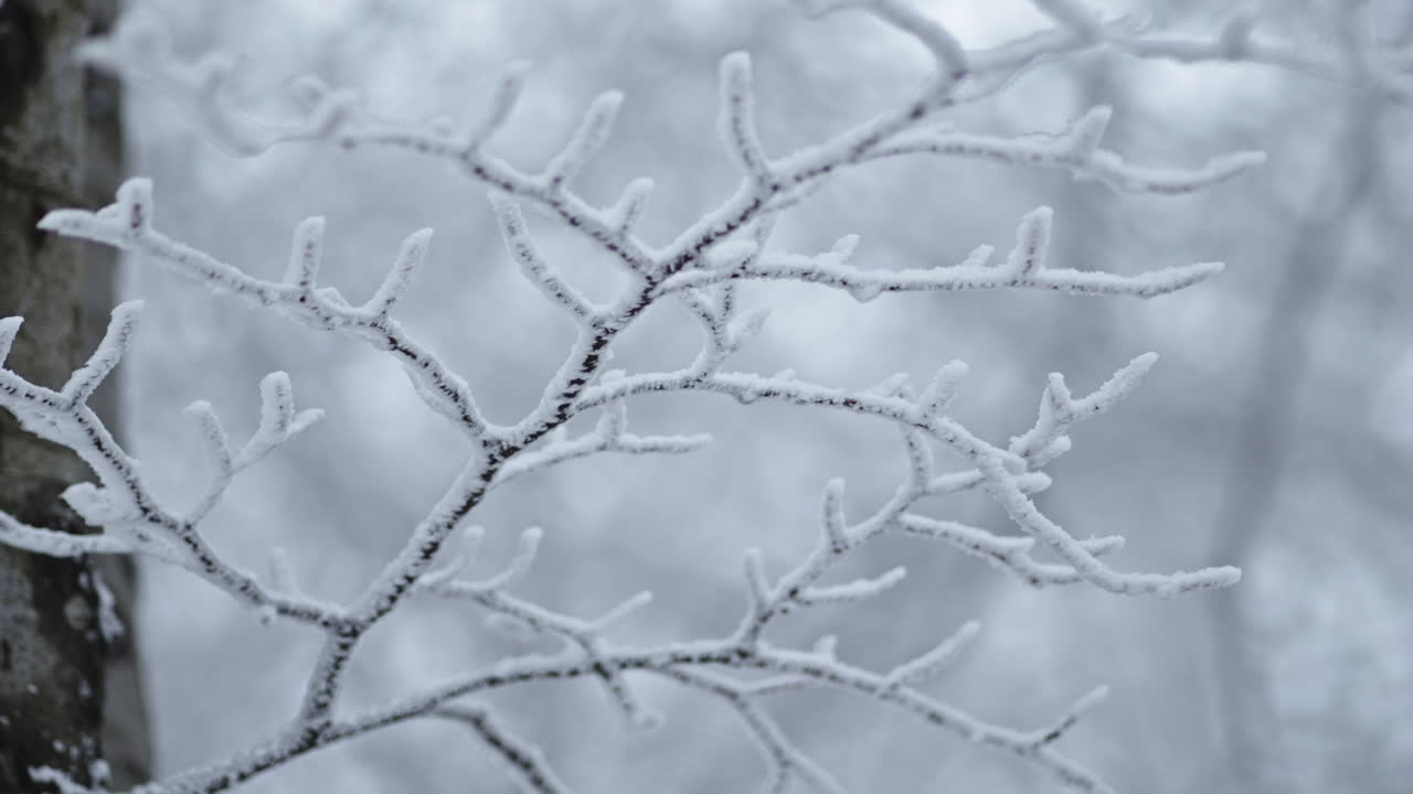 Frost-covered tree branches in a serene, snowy forest evoke calm and isolation