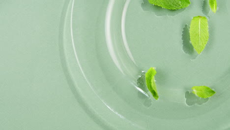 Mint leaves in water on green background. Freshness.