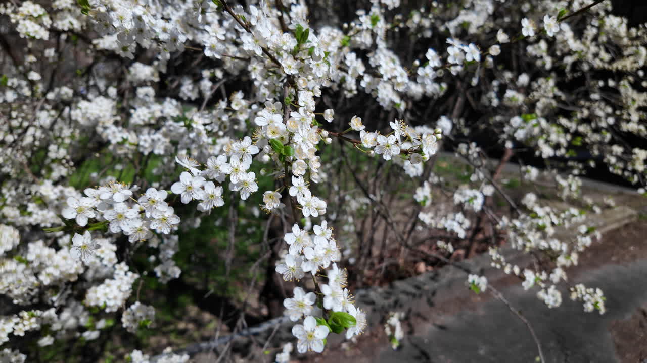 Closeup of blooming cherry branch over concrete path