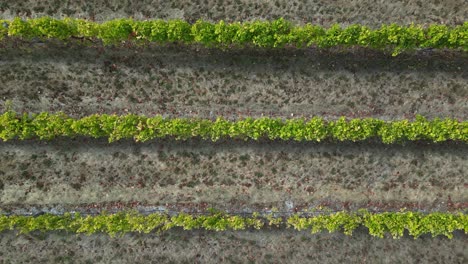 Overhead-Shot-Of-Grapes-Vineyard-line-in-Margaret-River-Region,-Western-Australia