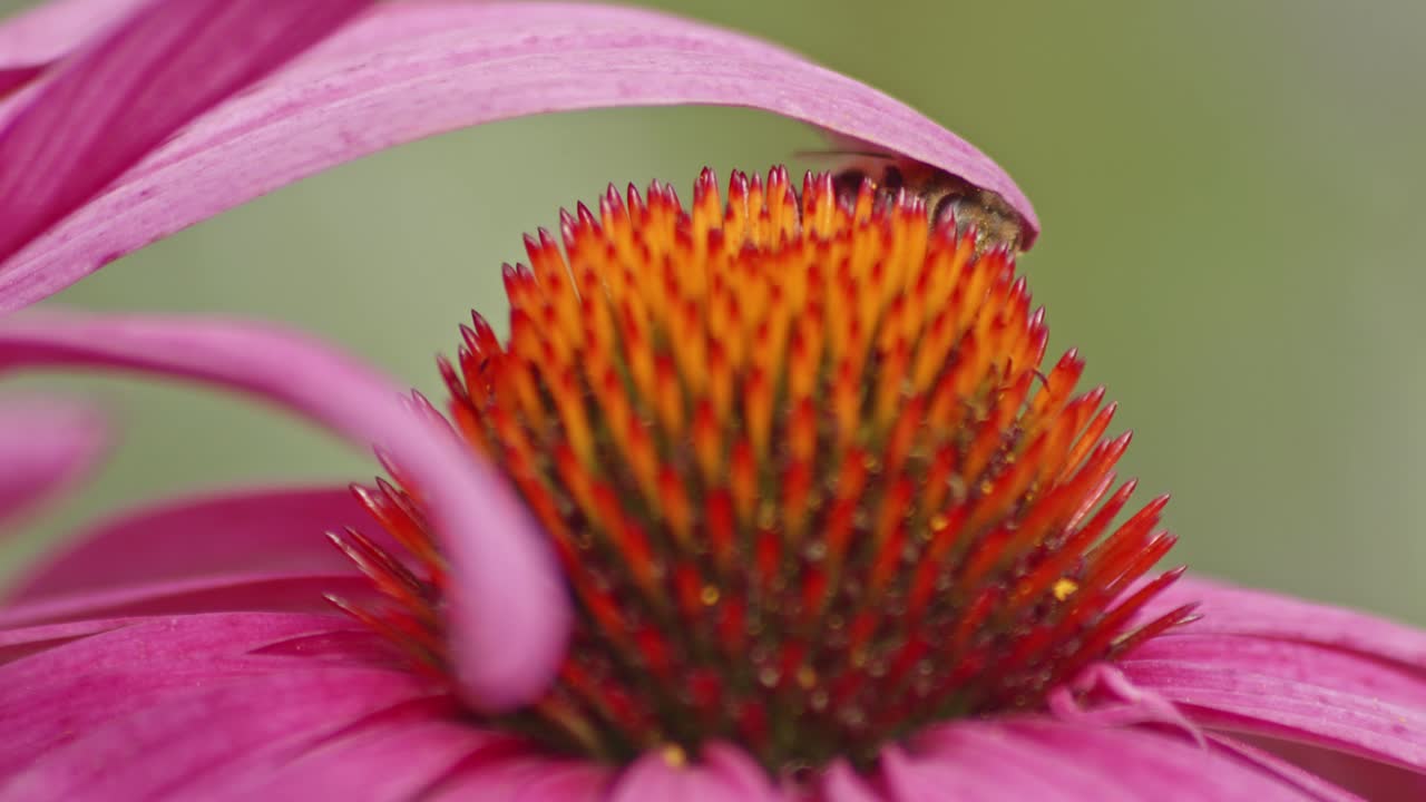 una abeja melífera escondiéndose bajo un pétalo de flor