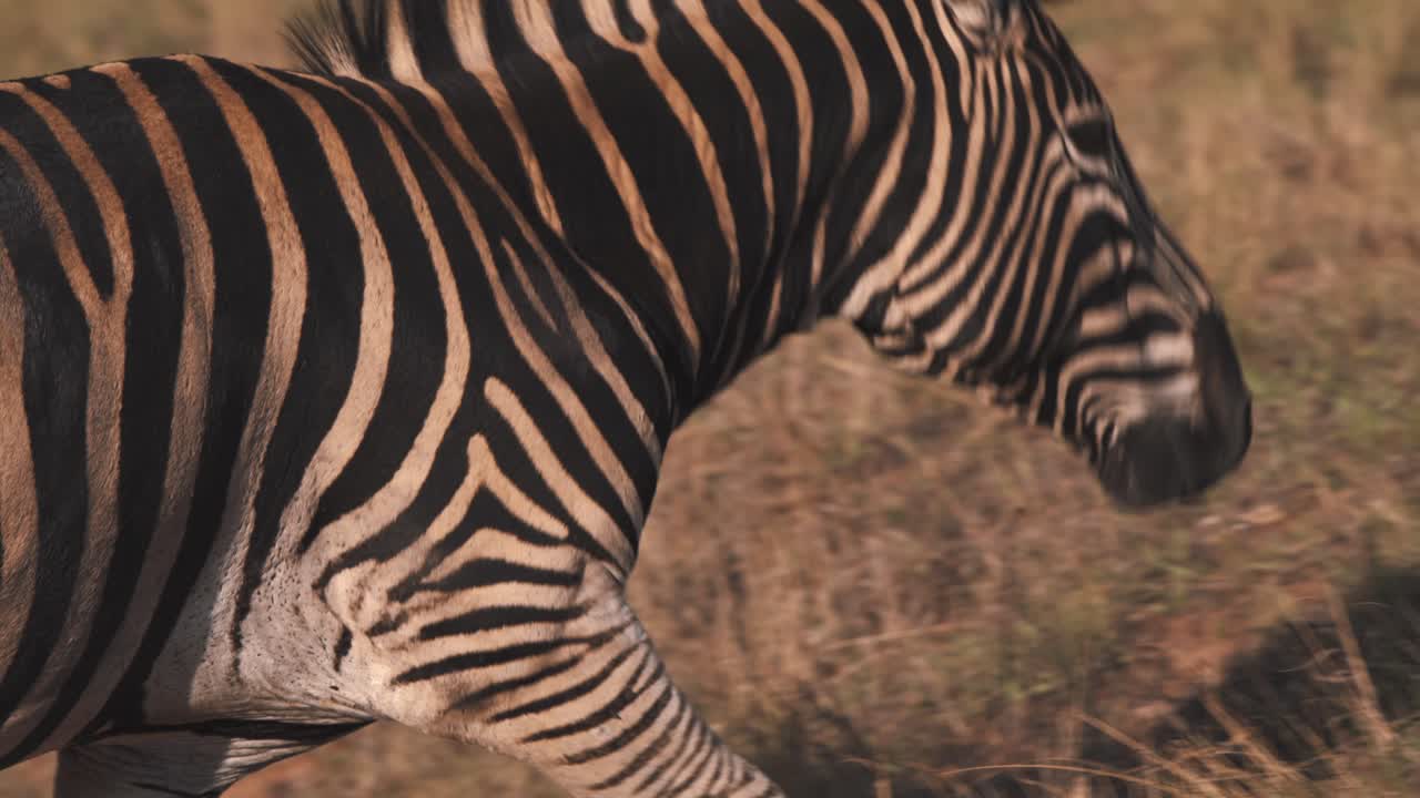 cebra de las llanuras caminando por una ladera cubierta de hierba en la sabana africana, de cerca