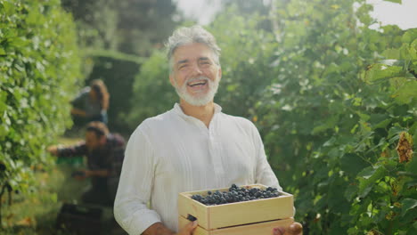 cosecha de uvas en el viñedo