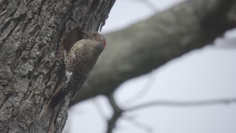 Nahaufnahmeporträt-Eines-Nördlichen-Flimmerns,-Das-Auf-Einem-Baum-Thront,-Wilder-Vogel-In-Zeitlupe