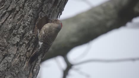 Closeup Portrait Of A Northern Flicker Perched On A Tree, Wild Bird In Slow Motion
