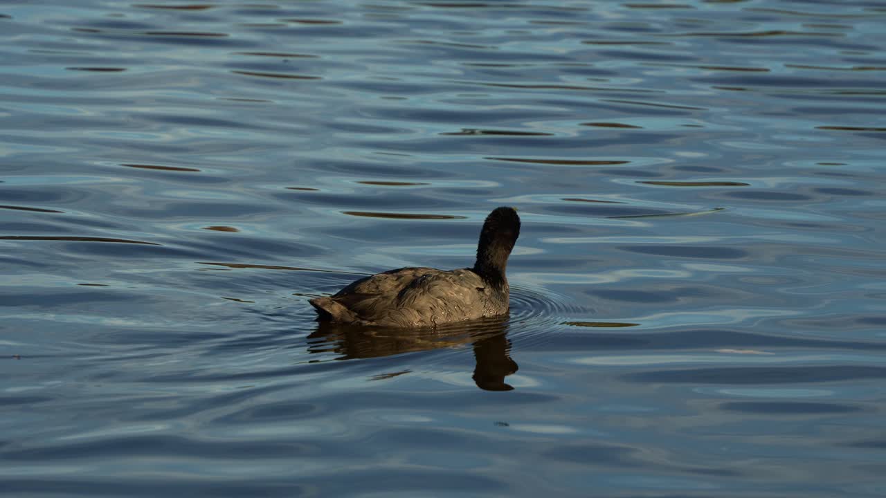 una coot común nada con gracia y se desliza a través del lago de agua dulce ondulante, foto de cerca