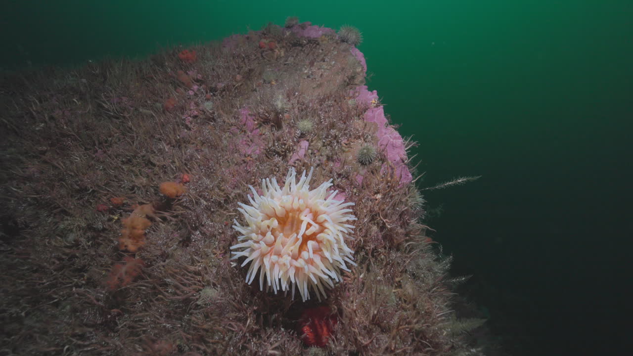Attinia rossa settentrionale sul fondale marino roccioso a Percé, Quebec, filmato subacqueo 4K 60FPS sulla fauna marina che mostra l'ecosistema bentonico freddo dell'Atlantico