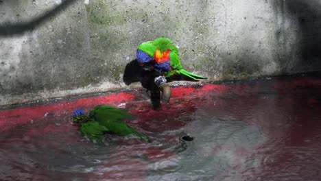 parrots play in water puddle