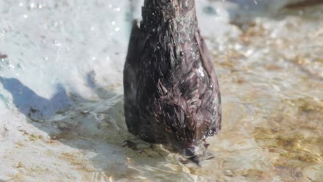 el estornino escapa del calor y nada en un estanque. estornino común (sturnus vulgaris), también conocido como estornino europeo en américa del norte.