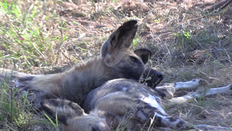 An-African-wild-dog-trying-to-catch-flies