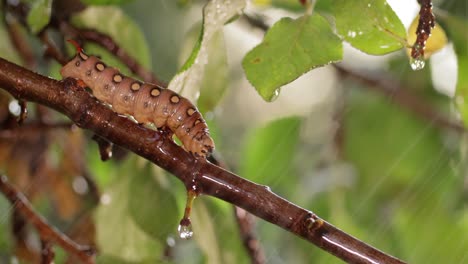 caterpillar bedstraw hawk moth crawls on a branch during the rain. caterpillar (hyles gallii) the bedstraw hawk-moth or galium sphinx, is a moth of the family sphingidae.