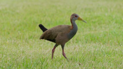 Riel-De-Madera-Gigante-Furtivo,-Aramides-Ypecaha-Caminando-Lentamente-Por-El-Campo-De-Hierba,-Buscando-Invertebrados-En-Los-Humedales-De-Ibera,-área-De-Conservación-Del-Pantanal