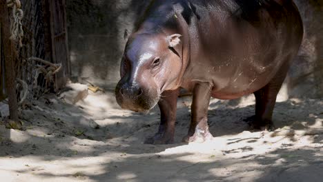 hippo exploring its enclosure in chonburi, thailand