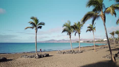 playa bordeada de palmeras en las islas canarias