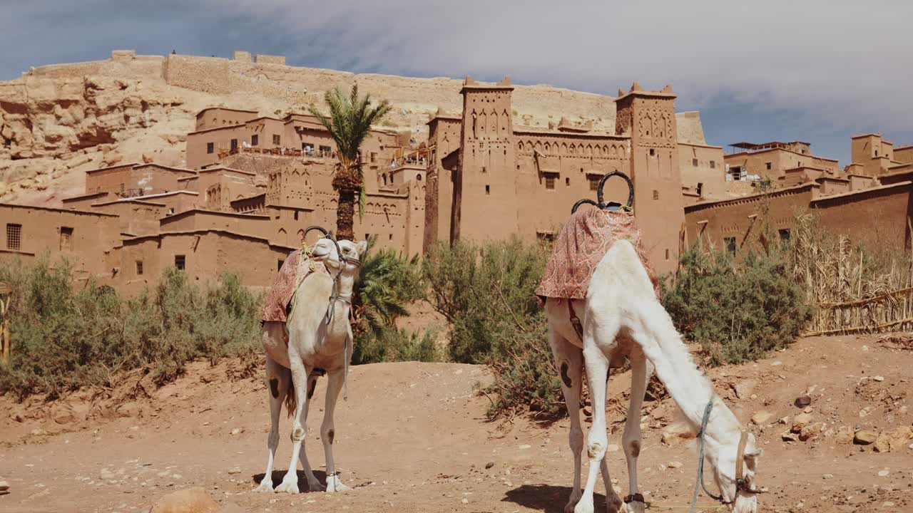 Cammelli vicino a edifici tradizionali nella città desertica di Ouarzazate, al pascolo con muro di argilla sullo sfondo