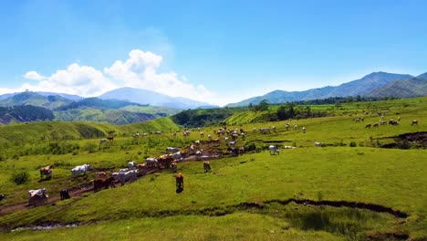 a run through drone shot of a fenced ranch with cows on it