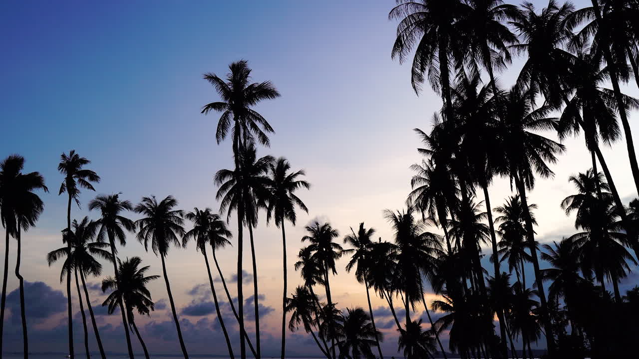 황혼에 바다 해안 야자수의 실루엣