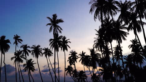 silueta de palmeras por la costa del océano al atardecer