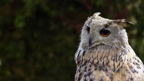 various head and facial expressions of an owl