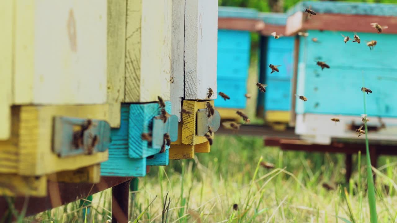 Many bees flying to their colored hives in a sunny day. Bees actively carry pollen and honey over the green grass. Slow motion