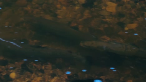 Salmon-spawning-in-shallow-Latvian-rivers