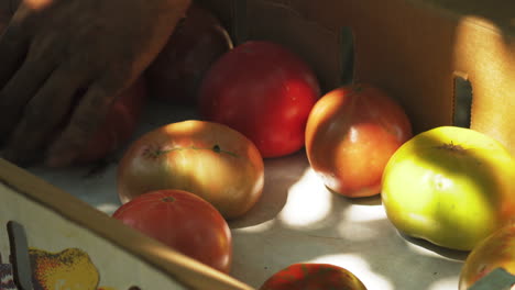 big fresh tomatos on a cardboard box