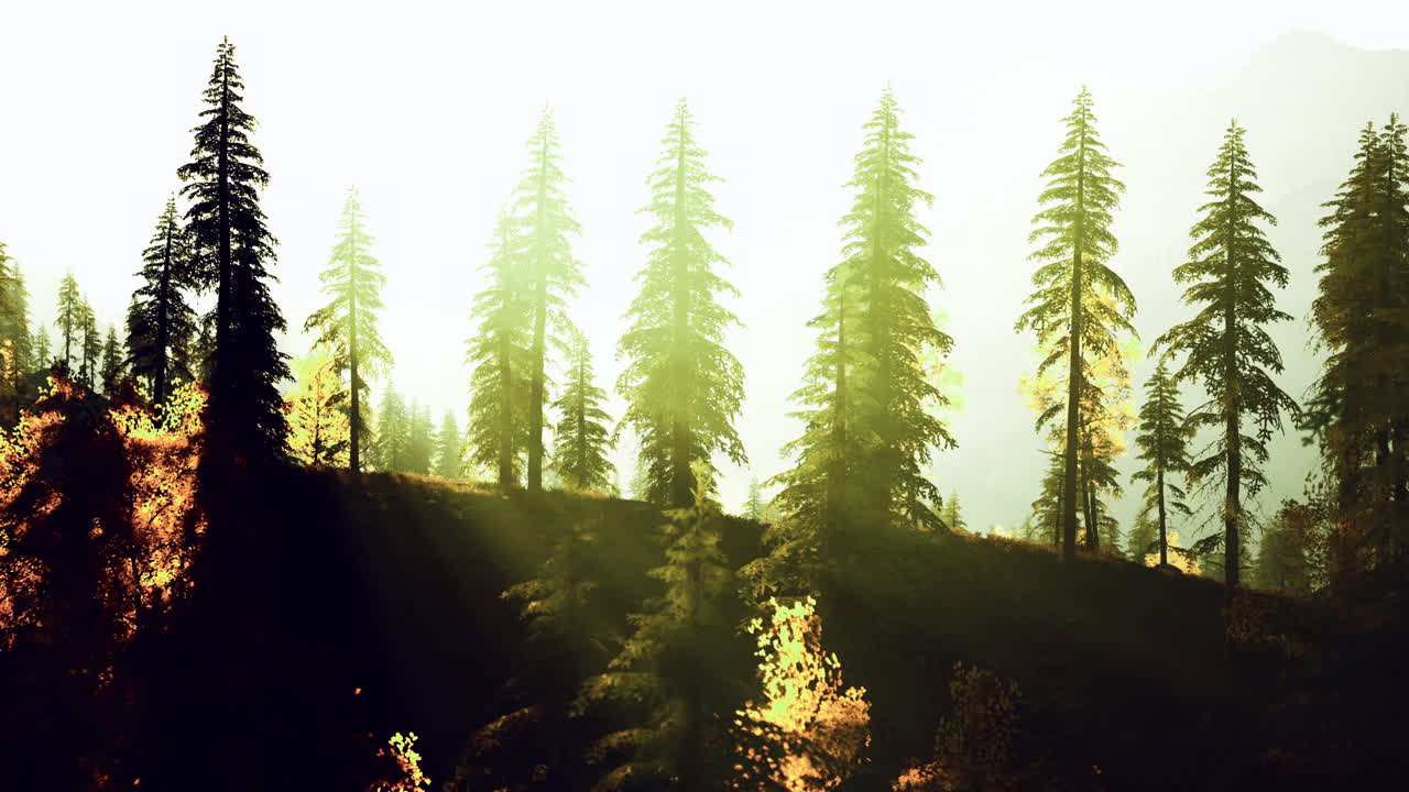 Majestic pine trees silhouetted against a bright morning sky in the forest