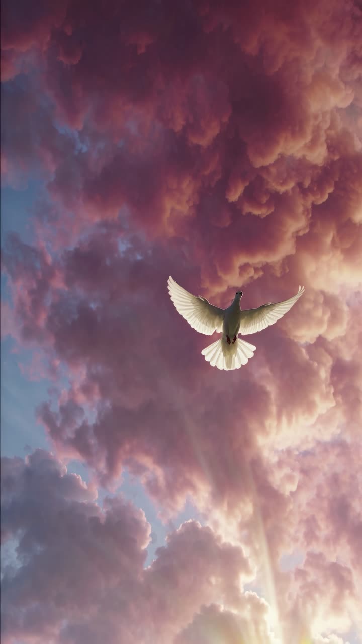 A dove soars against a dramatic sky with pink clouds and sun rays