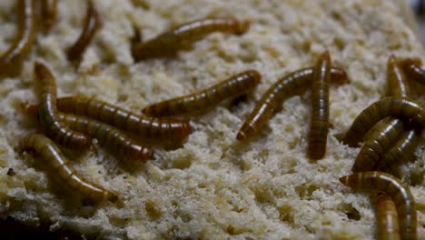 The-Mealworm-is-a-species-of-Darkling-Beetle-used-to-feed-pets-like-fish,-snakes,-birds,-and-frogs