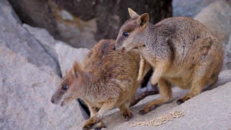 Nahaufnahme-Des-Australischen-Wallabys,-Das-Auf-Dem-Felsen-Auf-Der-Magentic-Island-Im-Norden-Von-Queensland,-Australien,-Füttert-Und-Isst