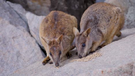 Nahaufnahme-Des-Australischen-Wallabys,-Das-Auf-Dem-Felsen-Auf-Der-Magentic-Island-Im-Norden-Von-Queensland,-Australien,-Füttert-Und-Isst