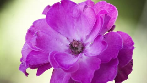 Un-Primerísimo-Plano-De-Una-Flor-Morada-En-Un-Jardín.