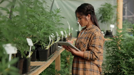woman inspecting cannabis plants in a greenhouse