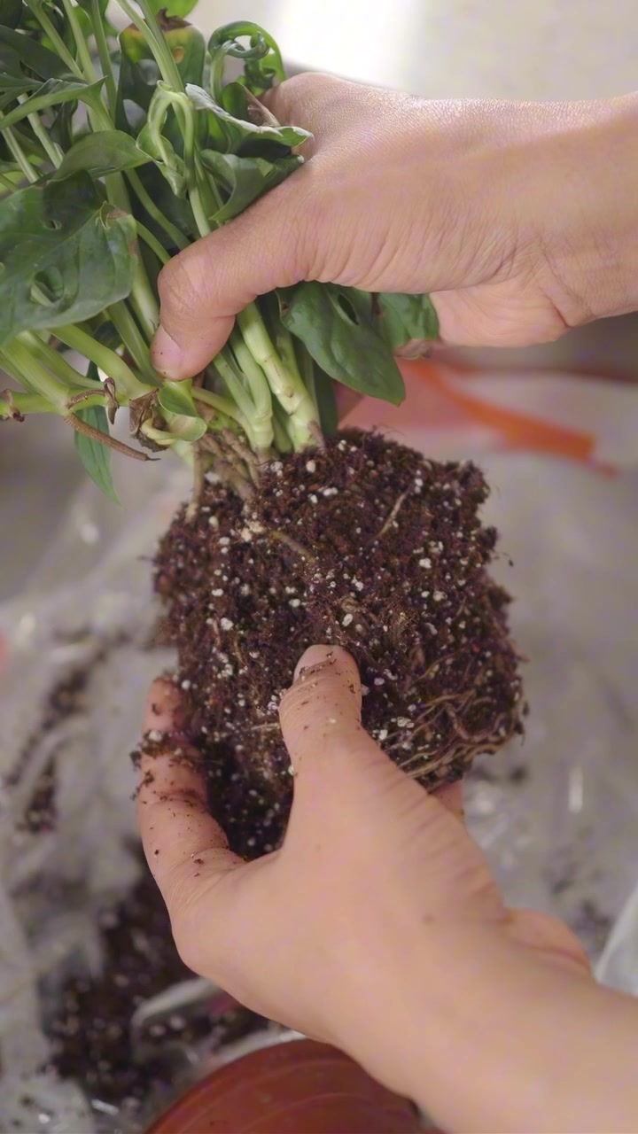 Person Gently Removing Soil from Houseplant Roots