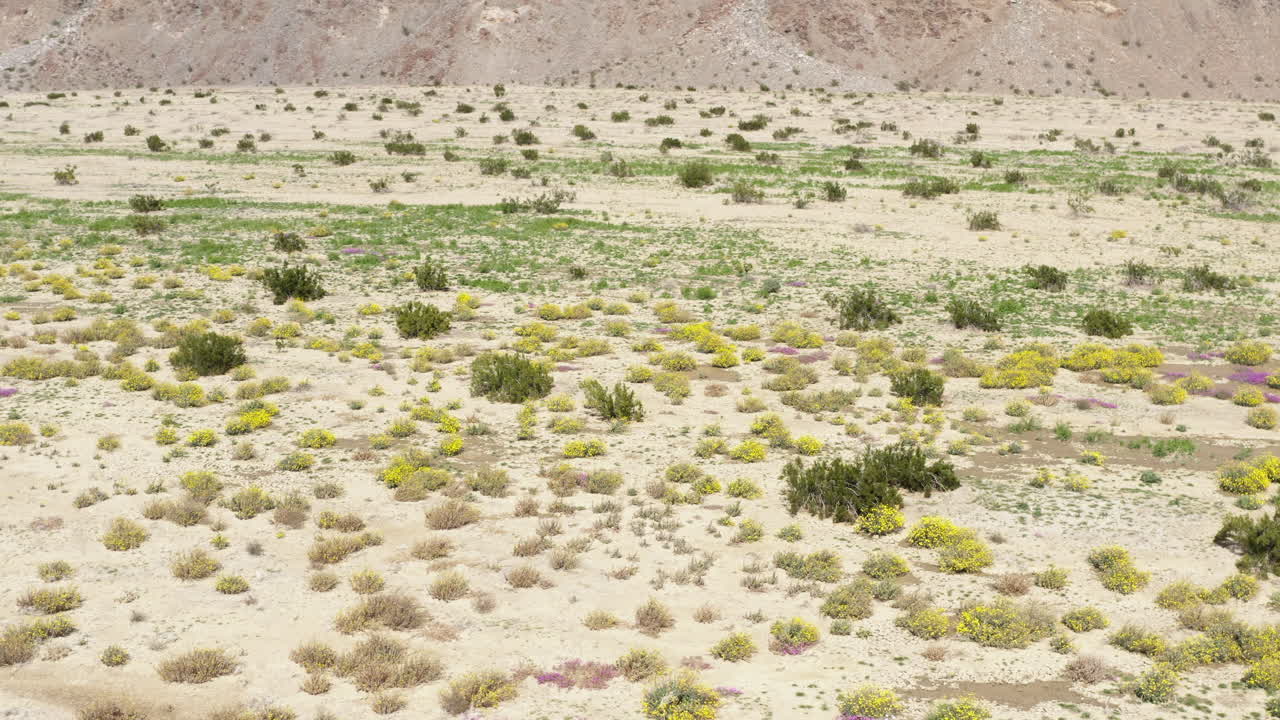 impresionantes imágenes de stock que capturan la belleza de las flores silvestres y una granja de palmeras