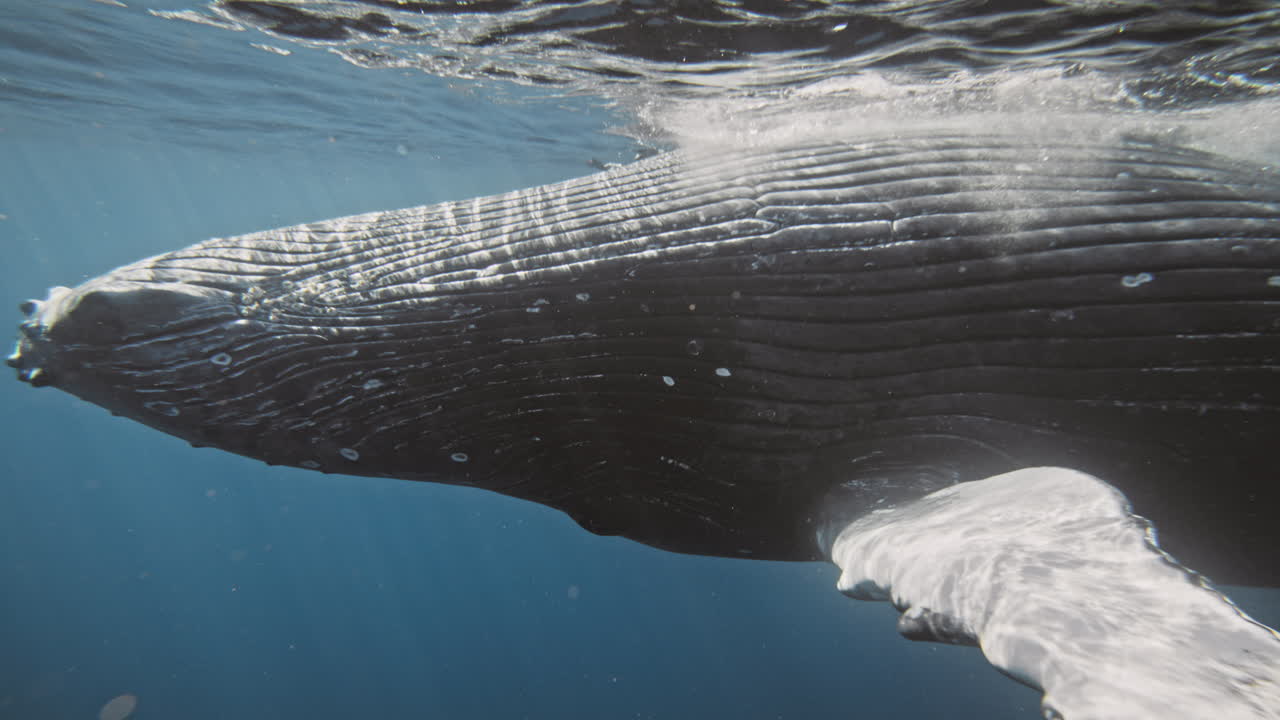 Ridges of Humpback whale underside belly glisten in light underwater