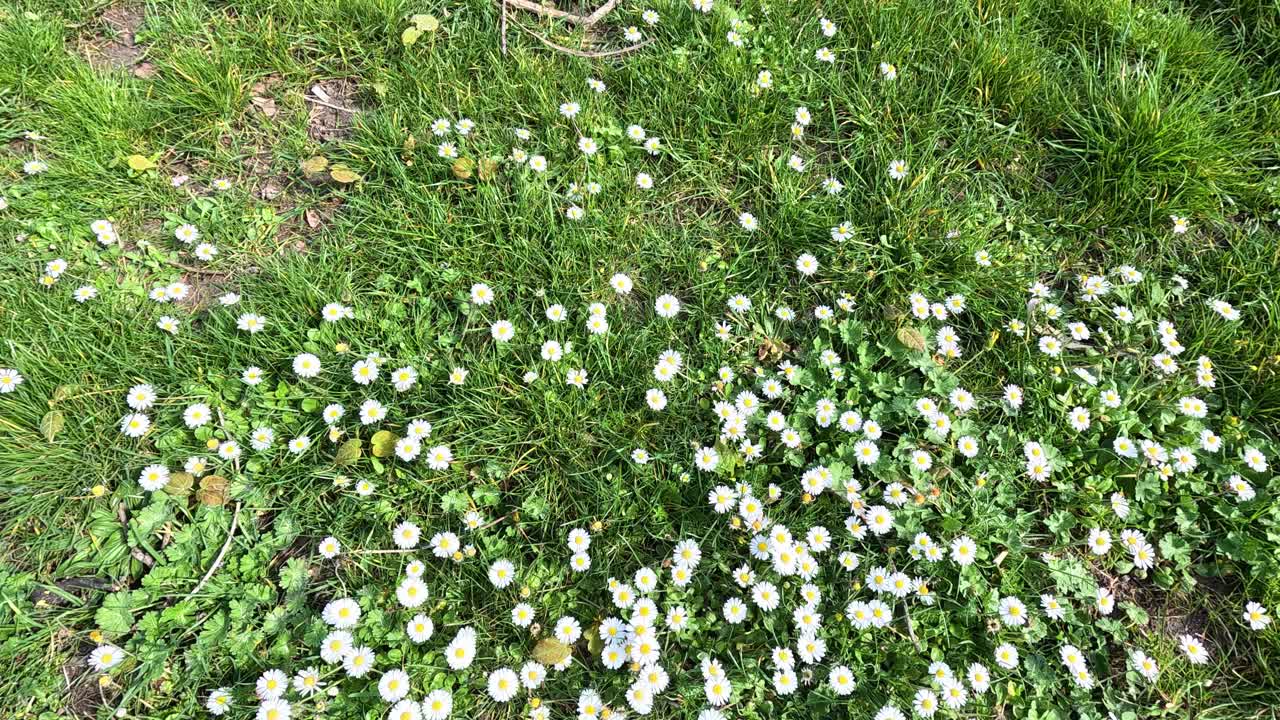 푸른 정원에서 꽃이 피는 사탕수수