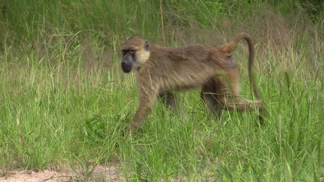 tropa de babuinos de oliva caminando de derecha a izquierda a través de la hierba verde, plano medio