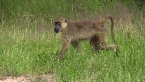 troop-of-olive-baboons-walking-right-to-left-through-green-grass,-medium-shot