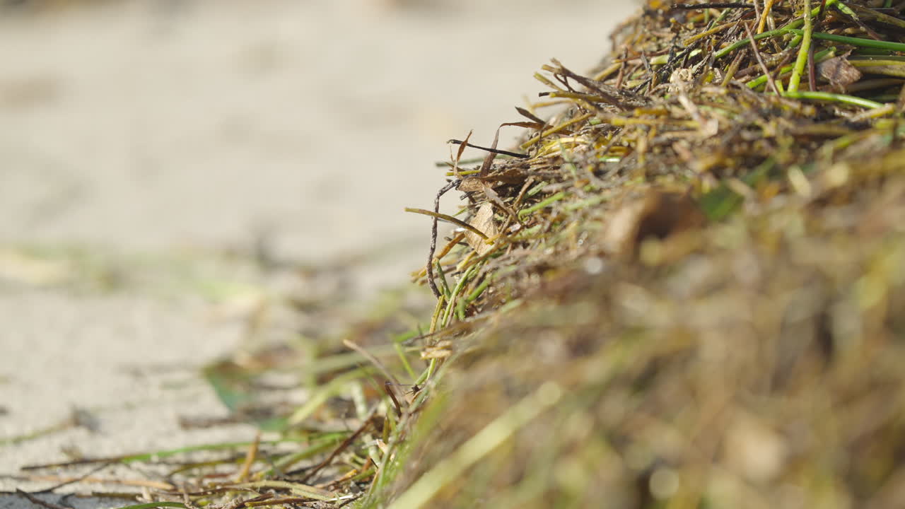 Seaweed Focus Rack on Beach