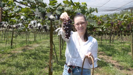 Mujer-Sosteniendo-Un-Montón-De-Uvas-Y-Mostrando-A-La-Cámara,-Concepto-De-Cosecha-De-Vid.