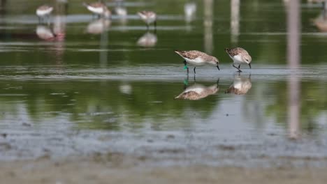 one with green and black tag foraging for some food together with other birds, red-necked stint calidris ruficollis, thailand