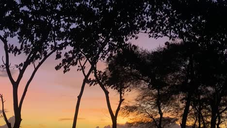 silueta de árboles moviéndose suavemente en el viento con cielos de puesta de sol anaranjados tranquilos