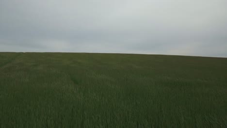 Moving-and-Waving-Grass-by-The-Wind-in-Glemminge-Österlen-in-Skåne-South-Sweden,-Aerial-from-Low-To-High